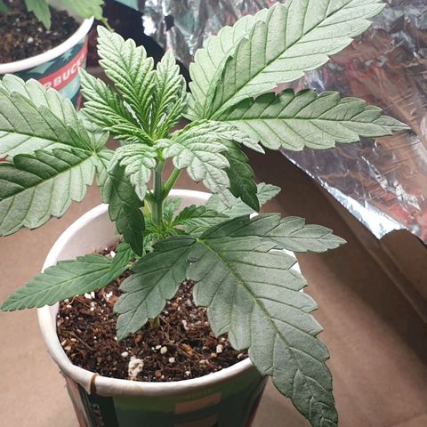 #2 growlog timeline photo