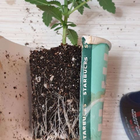 #2 growlog timeline photo