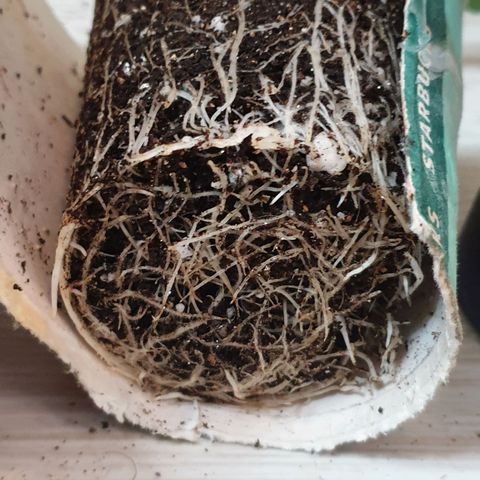 #2 growlog timeline photo