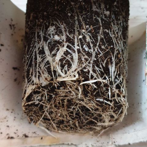 #2 growlog timeline photo
