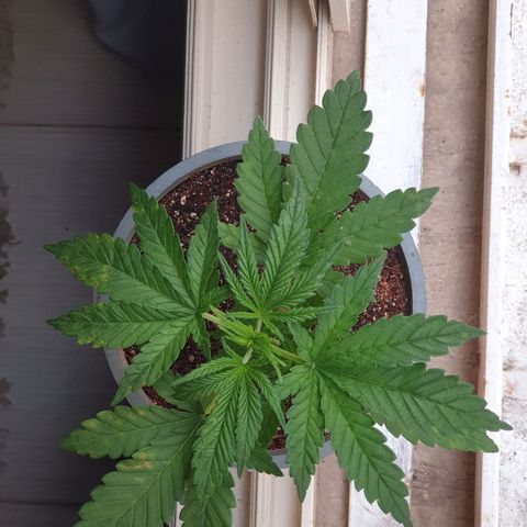 #2 growlog timeline photo