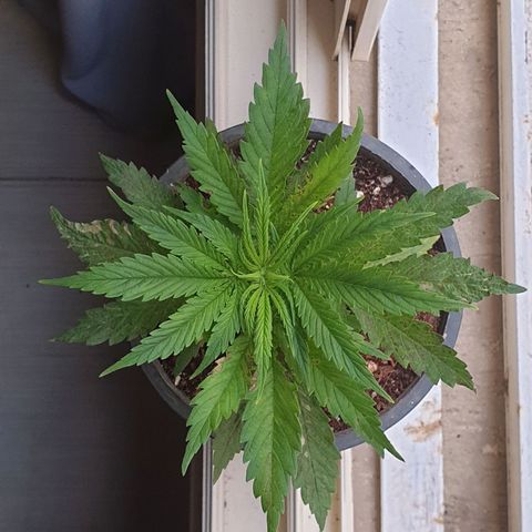 #1 growlog timeline photo