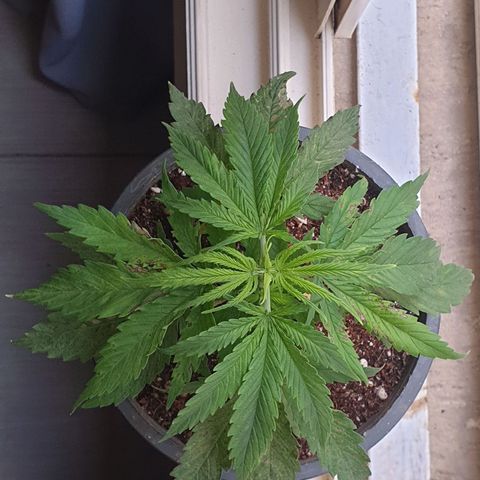 #1 growlog timeline photo