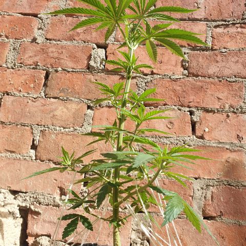 #2 growlog timeline photo