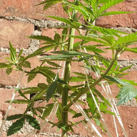 #2 growlog timeline photo