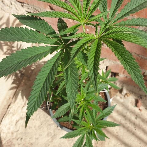 #2 growlog timeline photo