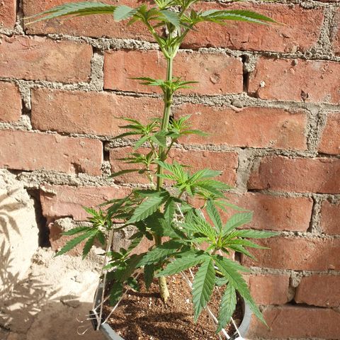 #2 growlog timeline photo