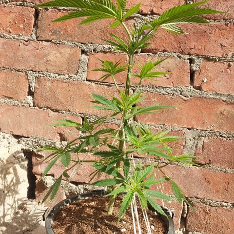 #1 growlog timeline photo
