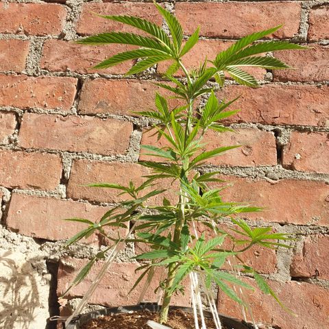 #1 growlog timeline photo