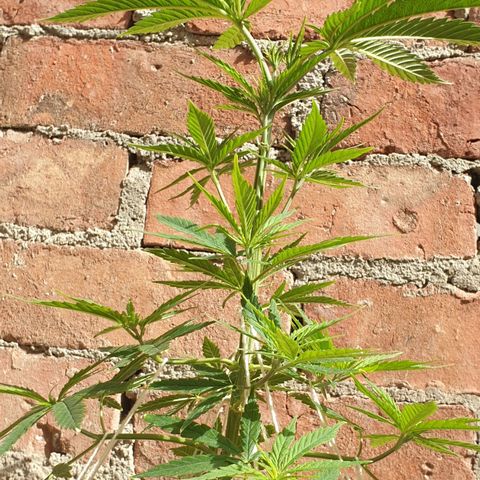 #1 growlog timeline photo