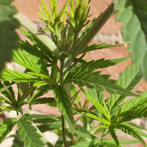 #1 growlog timeline photo