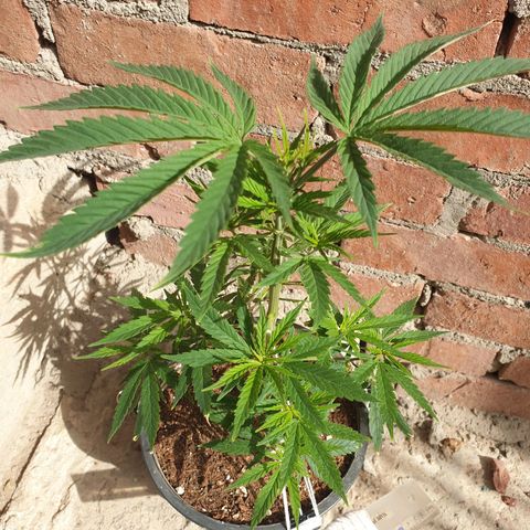 #1 growlog timeline photo