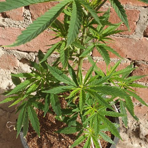 #1 growlog timeline photo