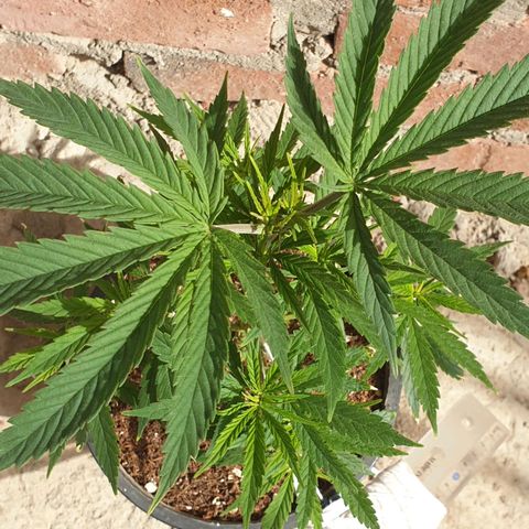 #1 growlog timeline photo