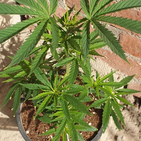 #1 growlog timeline photo