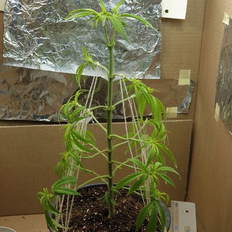 #1 growlog timeline photo