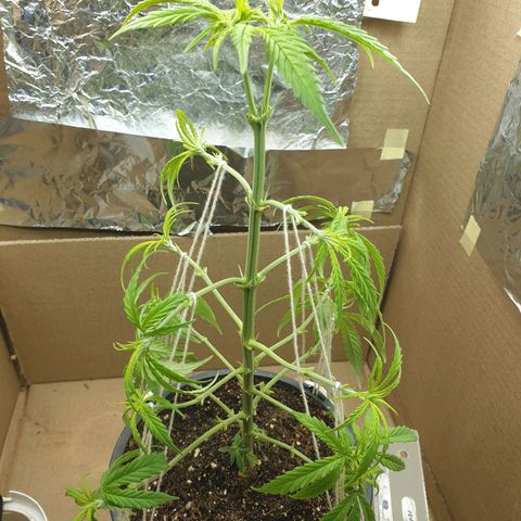 #1 growlog timeline photo
