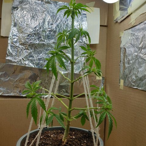 #2 growlog timeline photo