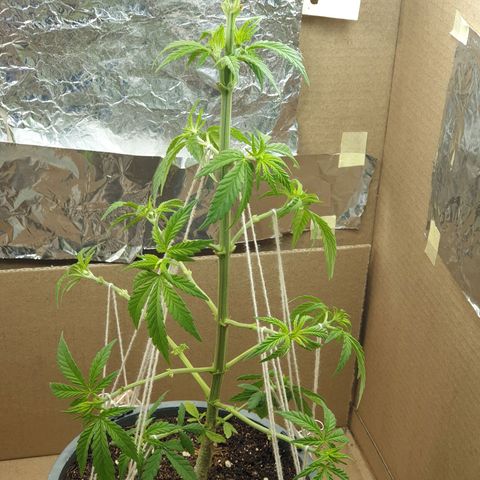 #2 growlog timeline photo