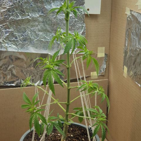 #2 growlog timeline photo