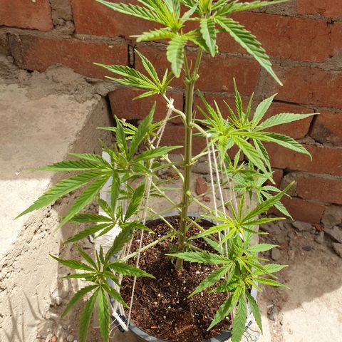 #1 growlog timeline photo