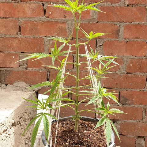 #1 growlog timeline photo