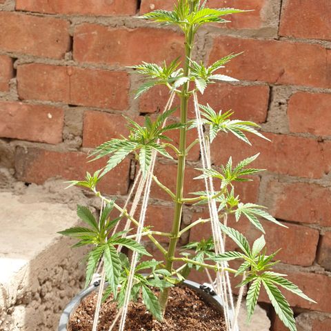 #2 growlog timeline photo