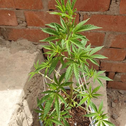 #2 growlog timeline photo