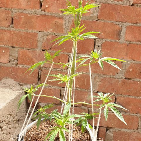 #2 growlog timeline photo