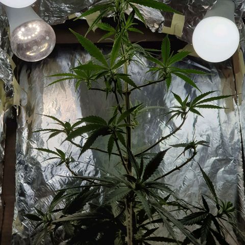 #1 growlog timeline photo