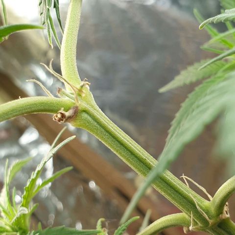 #1 growlog timeline photo