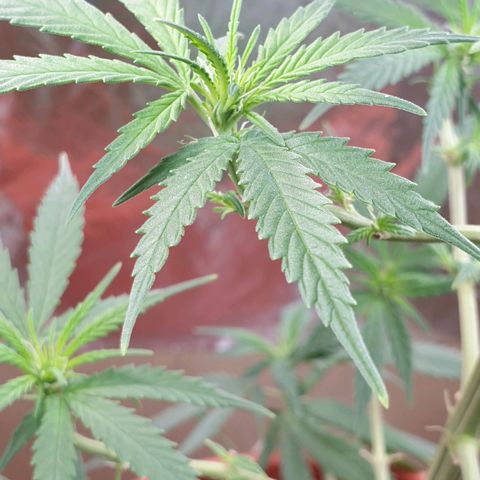 #1 growlog timeline photo
