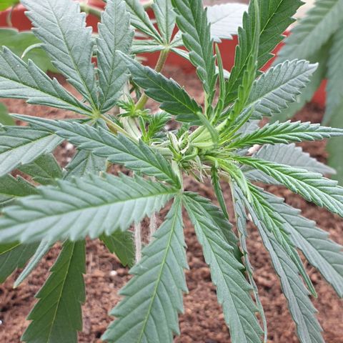 #1 growlog timeline photo