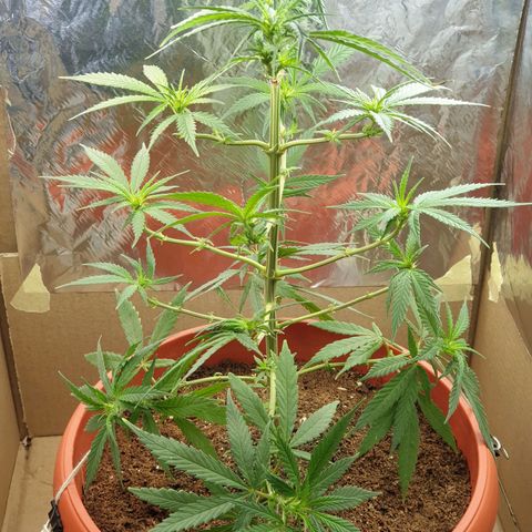 #1 growlog timeline photo