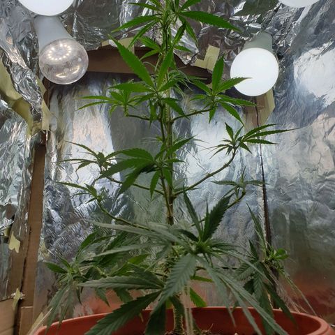 #1 growlog timeline photo