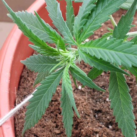 #1 growlog timeline photo