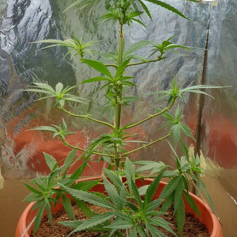#1 growlog timeline photo
