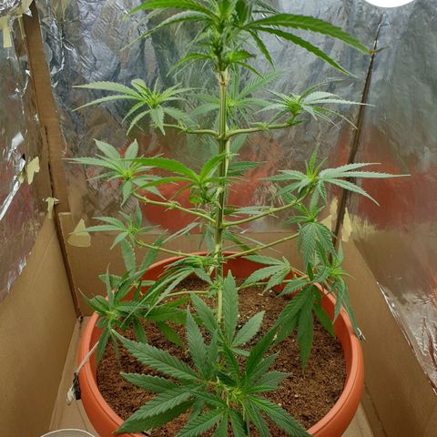 #1 growlog timeline photo