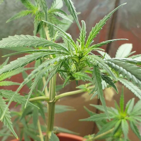 #1 growlog timeline photo