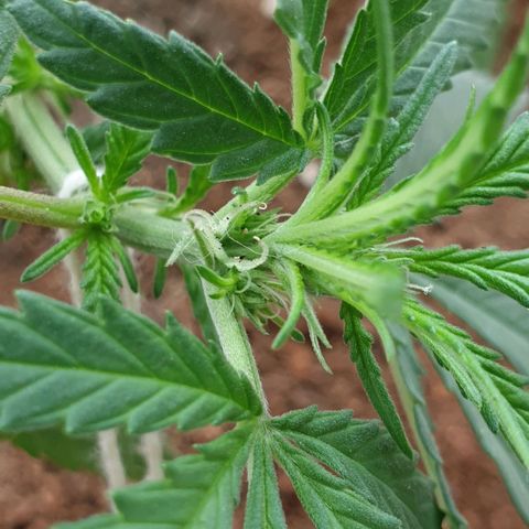#1 growlog timeline photo