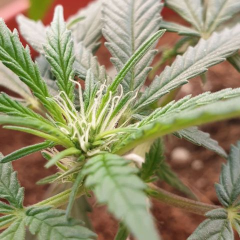 #1 growlog timeline photo