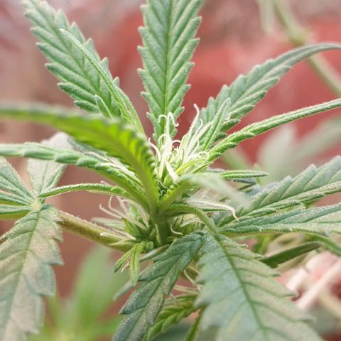 #1 growlog timeline photo
