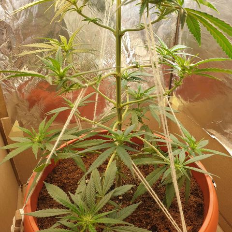 #1 growlog timeline photo