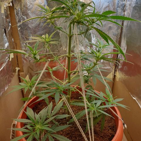 #1 growlog timeline photo