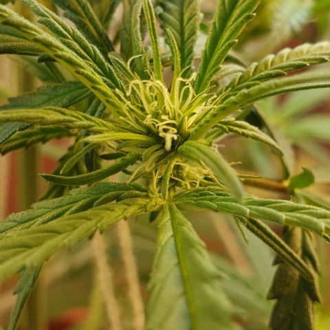 #1 growlog timeline photo