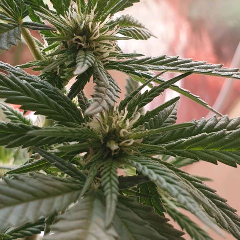 #2 growlog timeline photo