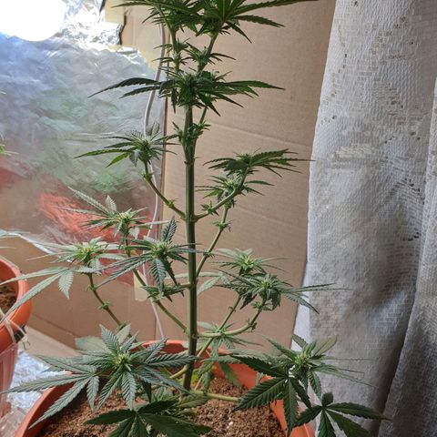 #2 growlog timeline photo