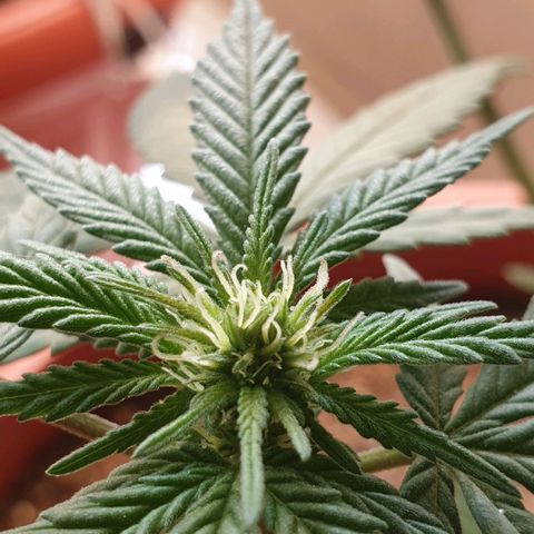 #2 growlog timeline photo