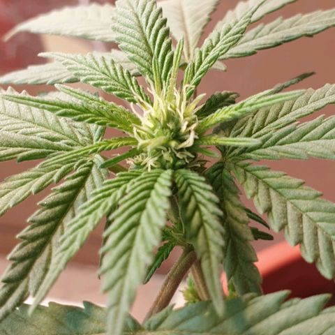 #2 growlog timeline photo