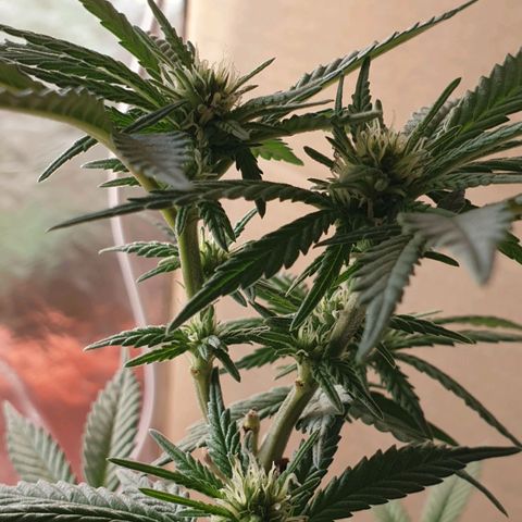 #2 growlog timeline photo